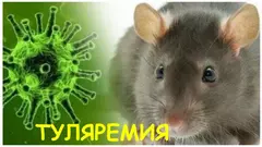 Профилактика туляремии Профилактика туляремии