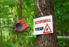 Клещевые инфекции и их профилактика