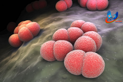 Менингококковая инфекция: не пугаться, а защищаться